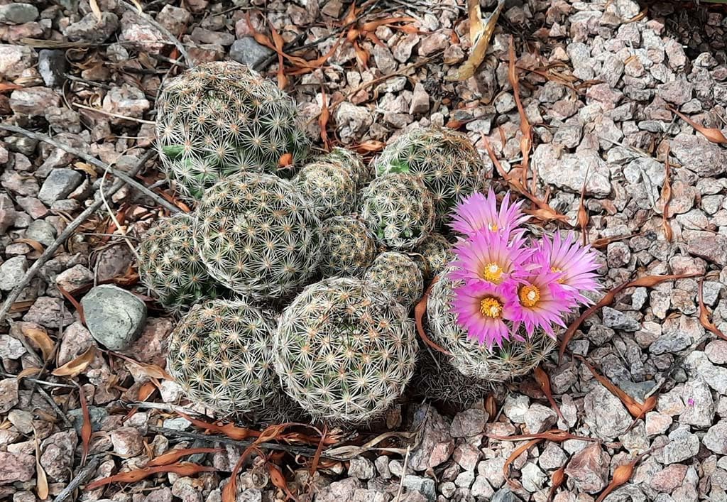 Heirloom Escobaria Vivipara Flower Seeds for Planting, Non-GMO - Escobaria for planting in home garden