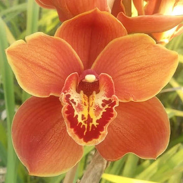 Orange Paphiopedilum Plant Seeds for Planting - NON GMO Seeds