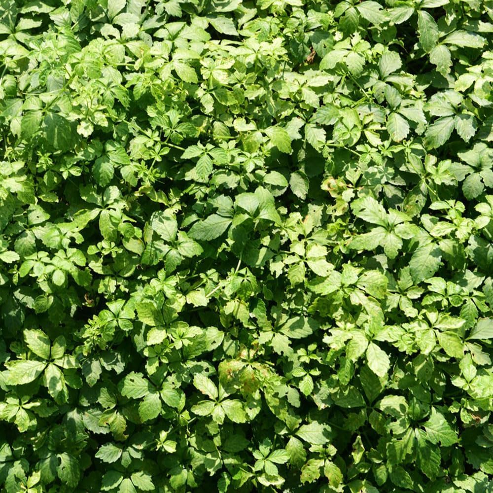 Jiaogulan Herb Seeds â€“ Heirloom, Non-GMO, Longevity Plant Seeds for Medicinal Garden Planting for planting in home garden