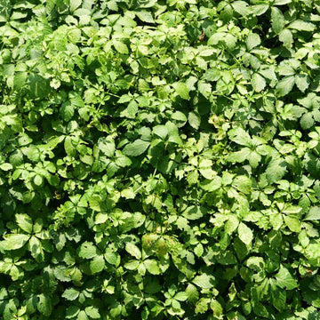 Jiaogulan Herb Seeds â€“ Heirloom, Non-GMO, Longevity Plant Seeds for Medicinal Garden Planting