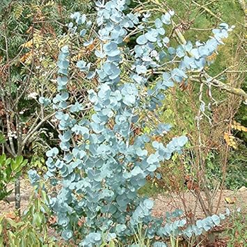 Sea Blue Eucalyptus Gunnii Plant Seeds for Planting-Heirloom & Non-GMO Seeds for planting