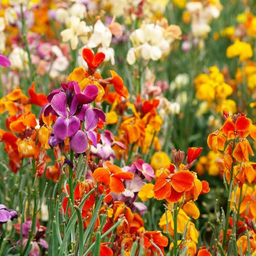 English Seeds Wallflower 