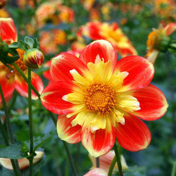 Dahlia Collarette Dandy Mix Flower Seeds for Planting – Heirloom, Non-GMO Seeds for Vertical Gardens