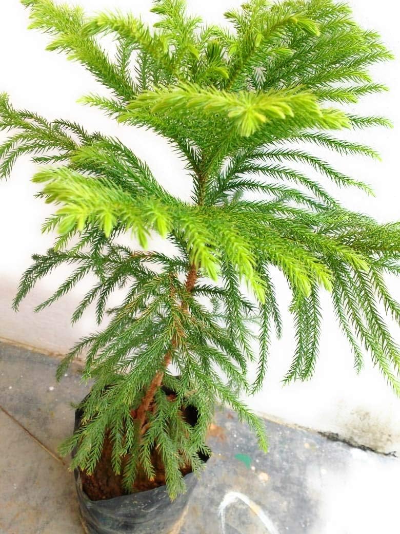 Heirloom Non-GMO Araucaria Flower Seeds for Planting – Rare Evergreen Tree Seeds - Non-GMO for planting in home garden