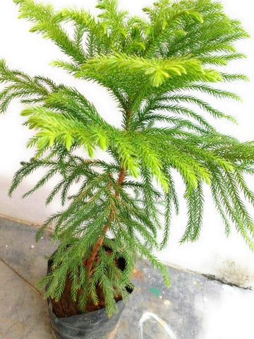 Heirloom Non-GMO Araucaria Flower Seeds for Planting – Rare Evergreen Tree Seeds