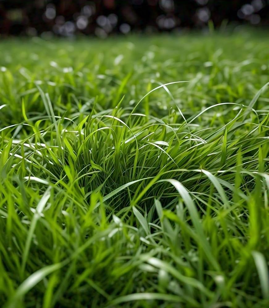 Zoysia Grass Herb Seeds