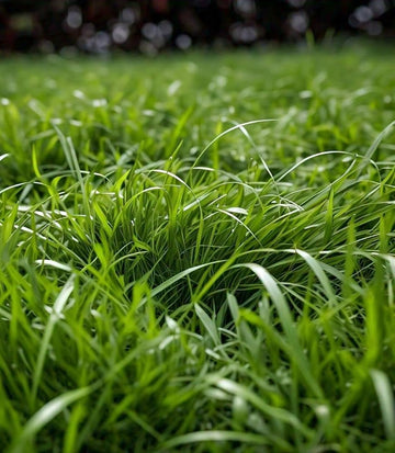 Zoysia Grass Herb Seeds