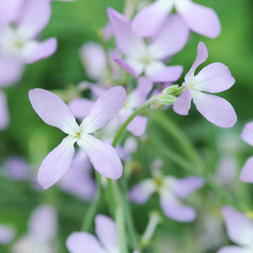 Night Scented Stock Seeds for Planting, Matthiola Variety, 100 pcs
