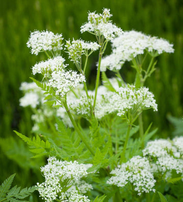 Cicely Flower Seeds for Planting 100 pcs