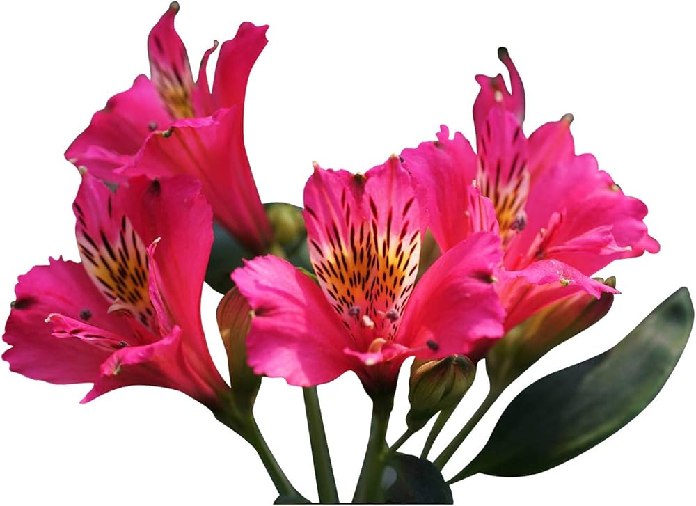 Pink Alstroemeria Seeds - Heirloom Non-GMO Planting Flower Seeds seeds for planting in home garden