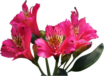 Pink Alstroemeria Seeds - Heirloom Non-GMO Planting Flower Seeds