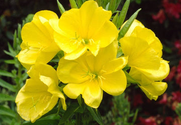 Oenothera Lamarckiana Flower Seeds, Heirloom, Non-GMO Seeds for Planting