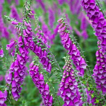 Organic Digitalis Flower Seeds for Planting – Heirloom, Non-GMO