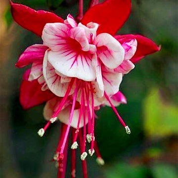 Heirloom Non-GMO Red White Fuchsia Flower Seeds for Planting – Vibrant Blooms for Home Garden
