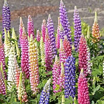 Lupin Pixie Flower Seeds – Heirloom Non-GMO Seeds for Compact and Colorful Garden Planting - Pixie for planting in home garden