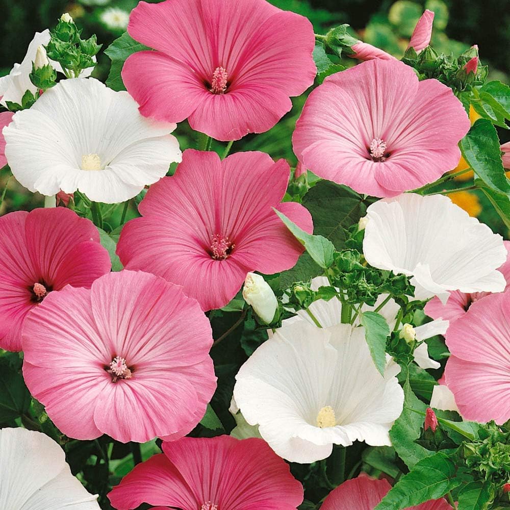 Heirloom Non-GMO Rose Mallow Flower Seeds for Planting - Non-GMO for planting in home garden
