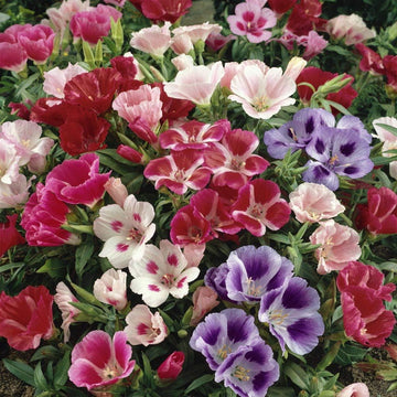Azalea Flower Seeds Multicolor for Planting NON GMO Seeds