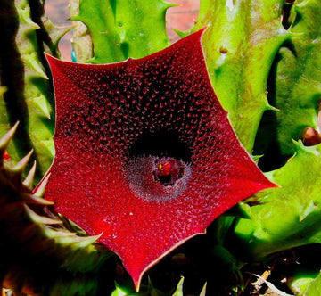 Huernia Keniensis Flower Seeds for Planting, NON GMO Seeds