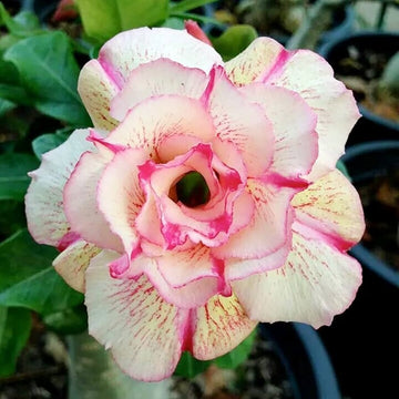 Desert Rose Seeds (Adenium Obesum) â€“ Heirloom Non-GMO Succulent Plant Seeds for Growing Indoors/Outdoors