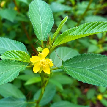 Egyptian Spinach Molokhia Herb Seeds