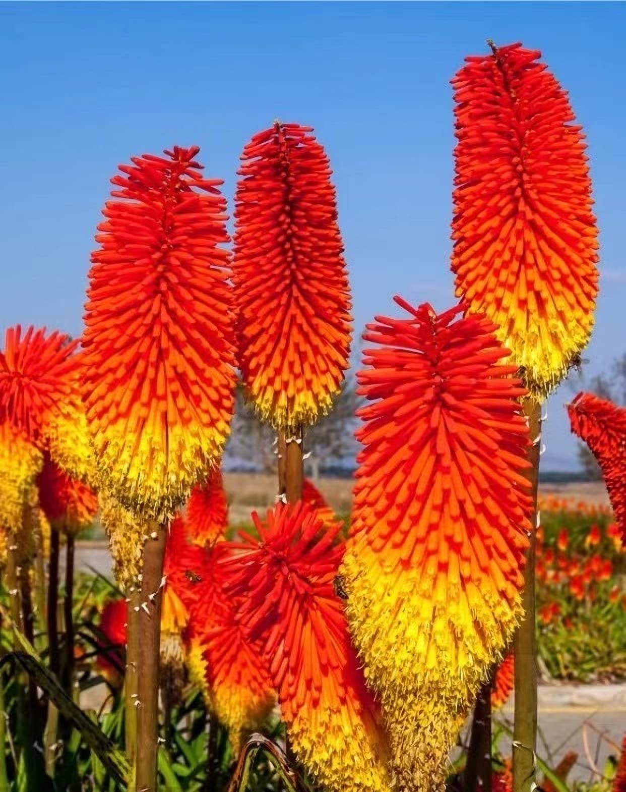 Red Hot Poker Torch Lily, Kniphofia Perennial Flower Seeds for Planting – Heirloom and Non-GMO Garden Seeds for planting in your garden.