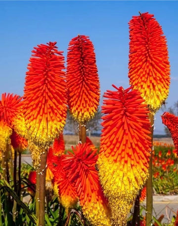 Red Hot Poker Torch Lily, Kniphofia Perennial Flower Seeds for Planting ƒ?? Heirloom and Non-GMO Garden Seeds