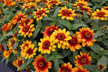 Red Yellow Zinnia Flower Seeds for Planting – Bright, Colorful Garden Blooms