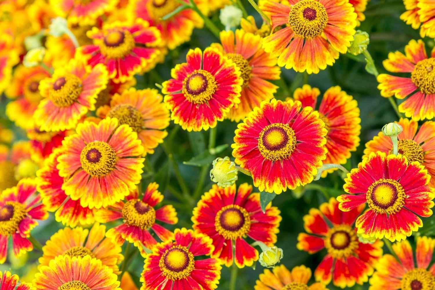 Helenium Flower Seeds Heirloom Non GMO Planting - 100 pcs for planting in home garden