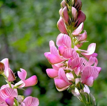 Heirloom Non-GMO Onobrychis Viciifolia Flower Seeds for Planting – Pollinator-Friendly Blooms