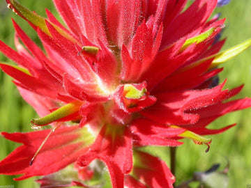 Red Castilleja Flower Seeds for Planting - 100 pcs