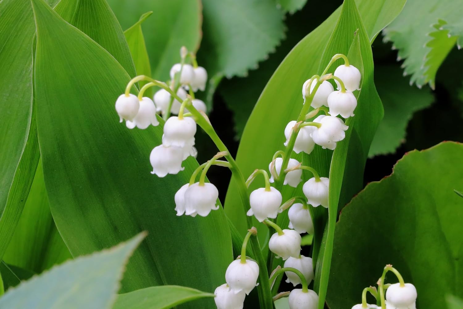 White Lily of the Valley Flower Seeds for Planting - Heirloom and Non-GMO Garden Seeds for planting in home garden