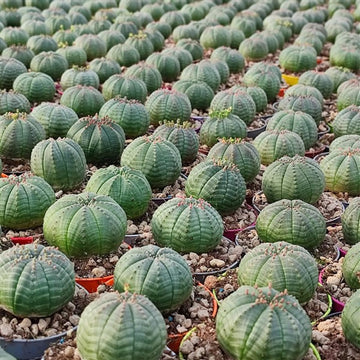 Heirloom Euphorbia Obesa Succulent Seeds for Planting, Non-GMO
