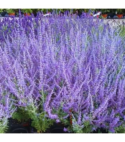 Russian Sage Plant Seeds for Planting-Heirloom & Non-GMO Seeds for planting for planting in home garden
