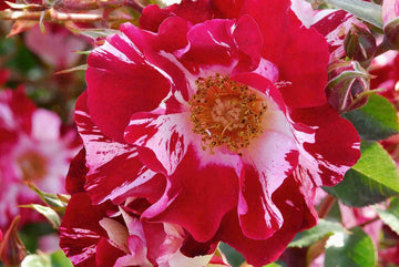 Climbing Rose Red & White Plant Seeds Non-GMO Heirloom Garden Seeds for Planting and Growing
