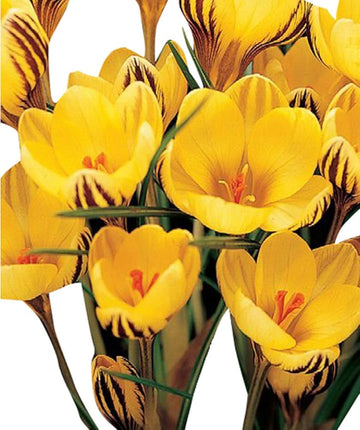 Heirloom Non-GMO Yellow Crocus Flower Seeds for Garden Planting – Early Spring Blooming Variety