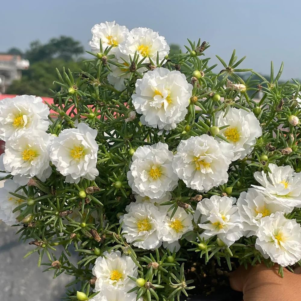 White Portulaca Flower Seeds for Planting - 100 pcs for planting in your garden.