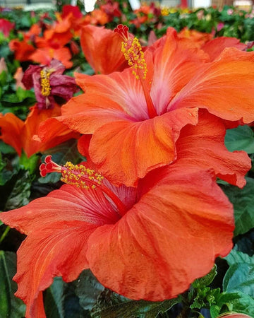 Heirloom Deep Orange Hibiscus Flower Seeds – Non-GMO Vibrant Tropical Blooms for Garden Planting