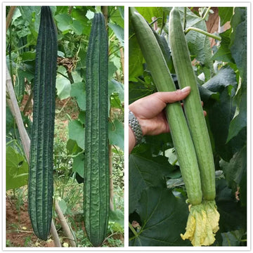 Luffa Angled Loofah Vegetable Seeds