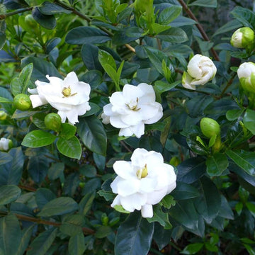 Green White Gardenia Flower Seeds for Planting | Heirloom, Non-GMO, Organic Seeds