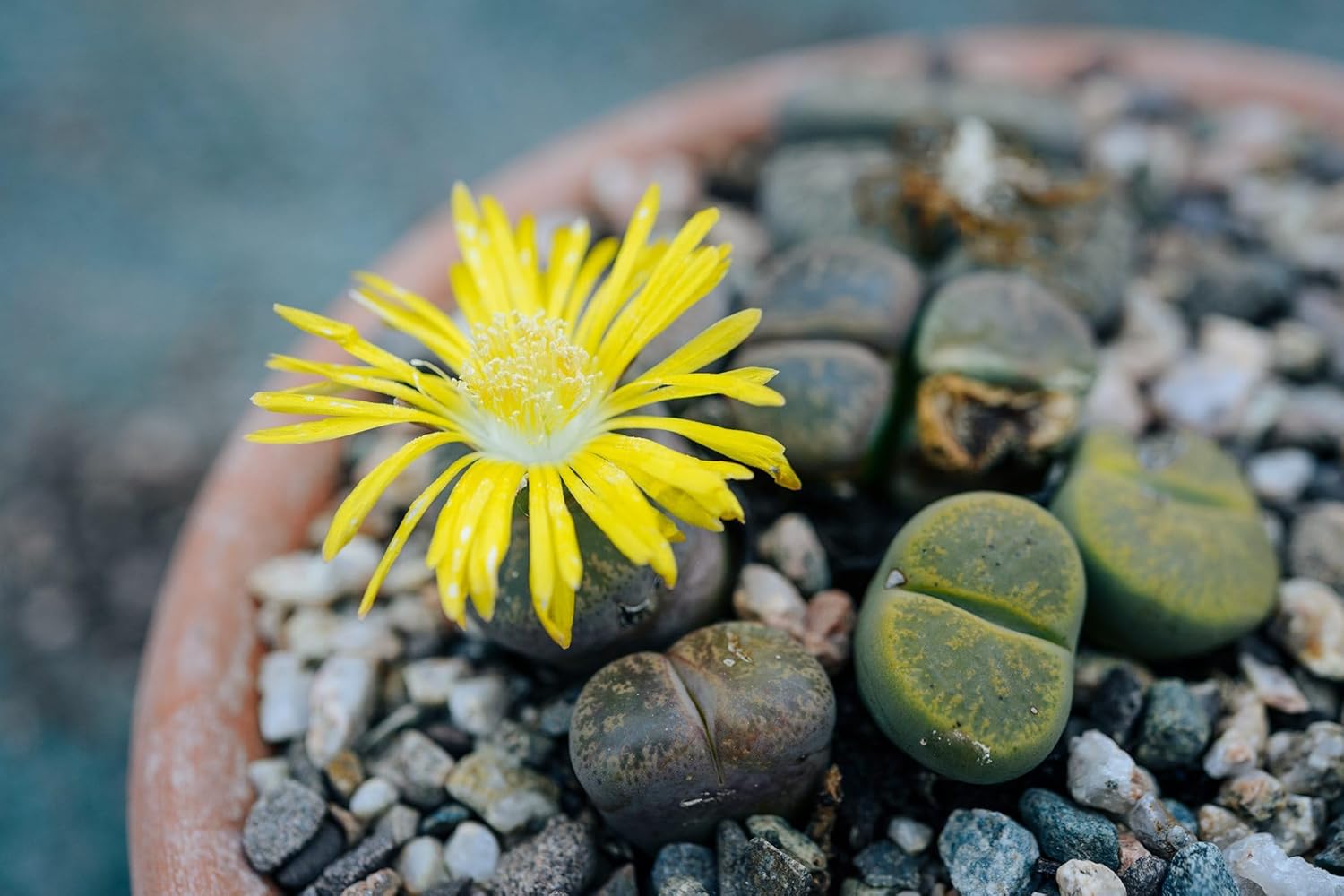 Living Stone Succulent Flower Seeds for Planting - Non GMO & Heirloom seeds for planting in your garden.