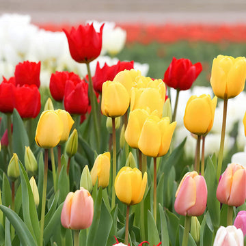 Mixed Tulip Flower Seeds for Planting ƒ?? Colorful, Non-GMO, Heirloom Garden Seeds