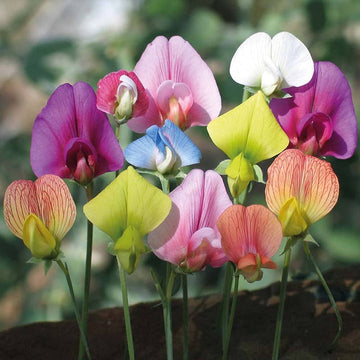 Lathyrus Odoratus Flower Seeds for Planting, 100 pcs
