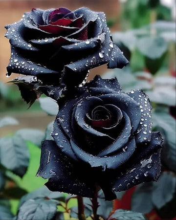 Rose Bush Flower Seeds for Planting – Heirloom, Non-GMO Seeds for Garden Landscaping