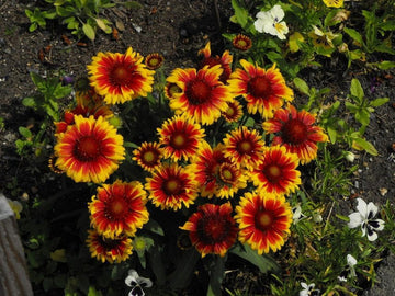 Gaillardia Aristata Flower Seeds for Planting - NON GMO Seeds