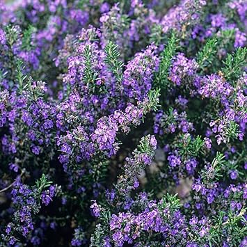 Pink Rosemary Plant Seeds for Planting Non-GMO Heirloom Garden Seeds for Growing
