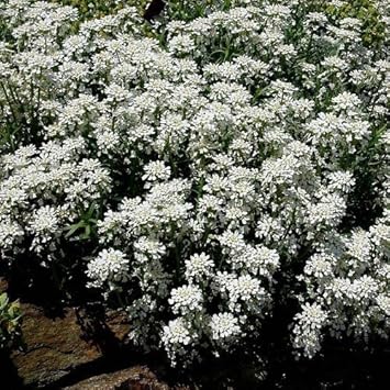 White Candytuf Flower Seeds for Planting - NON GMO Seeds