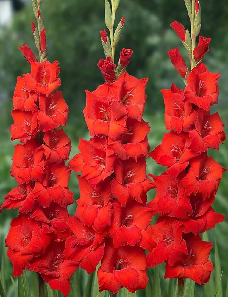 Gladiolus Flower Seeds for Planting, Red Variety, 100 pcs for planting in your garden.