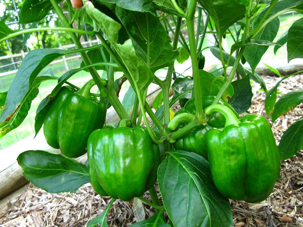 Bell Pepper Vegetable Seeds