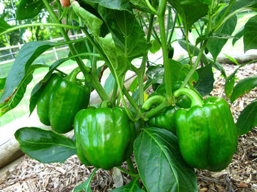 Bell Pepper Vegetable Seeds