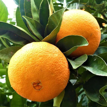 Sweet Navel Orange Fruit Seeds